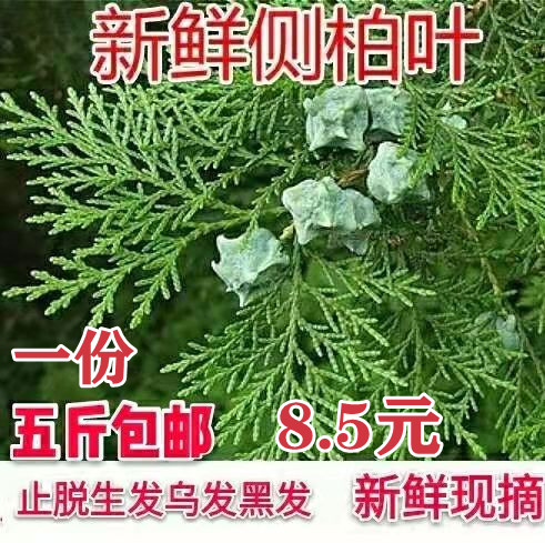 秦岭野生新鲜侧柏叶扁柏叶植物黑发生发乌发养发防脱洗发5斤包邮