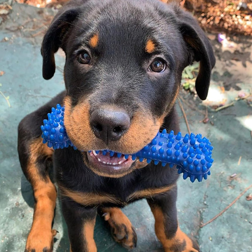 美国原产Nylabone柔韧软弹系列狗狗磨牙棒护牙洁齿玩具老年犬幼犬