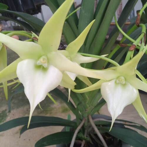 绿植洋兰马达加斯加大彗星风兰客厅浓香盆栽桌面耐寒室内四季兰花