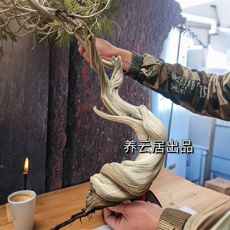 崖柏盆景素材崖柏盆栽老桩盆景天然舍利客服现场挑货一物一拍