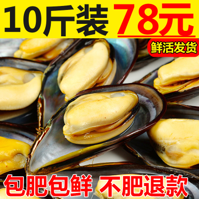 野生青口贝海虹淡菜海鲜贝类