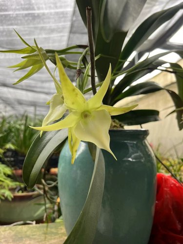 洋兰风兰大彗星风兰Angraecum sesquipedale盆栽