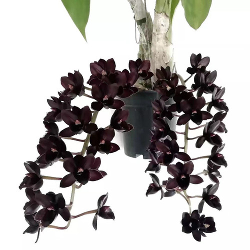 黑天鹅黑珍珠飘唇兰秋花苞Fredclarkeara After Dark Black Pearl