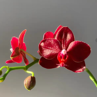 【珍稀正红】蝴蝶兰美杜莎 蜡质花 多花剑浓香 年宵花高端盆栽