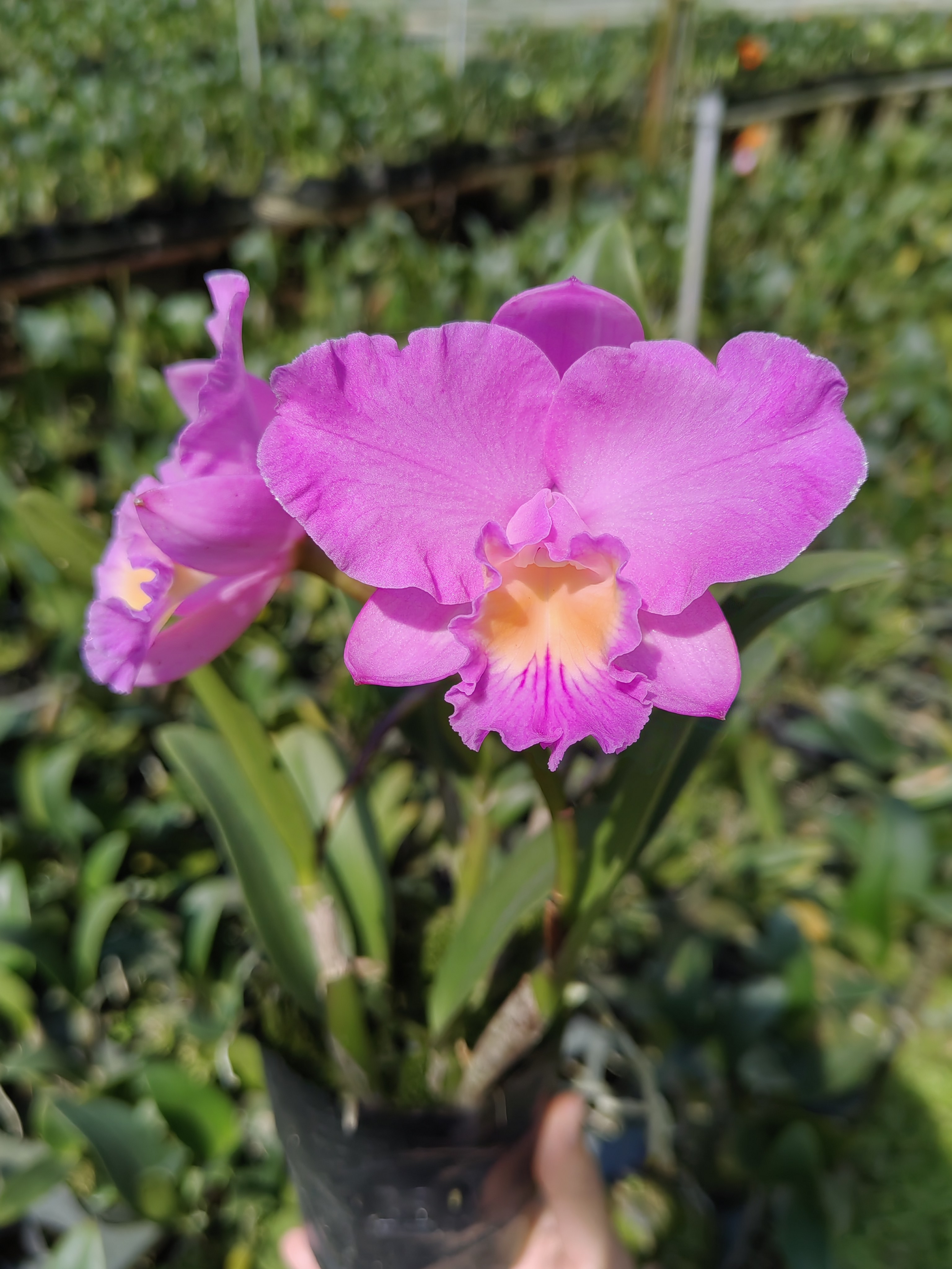 卡特兰圣诞玫瑰带花苞开花浓香阳台花卉盆栽图片
