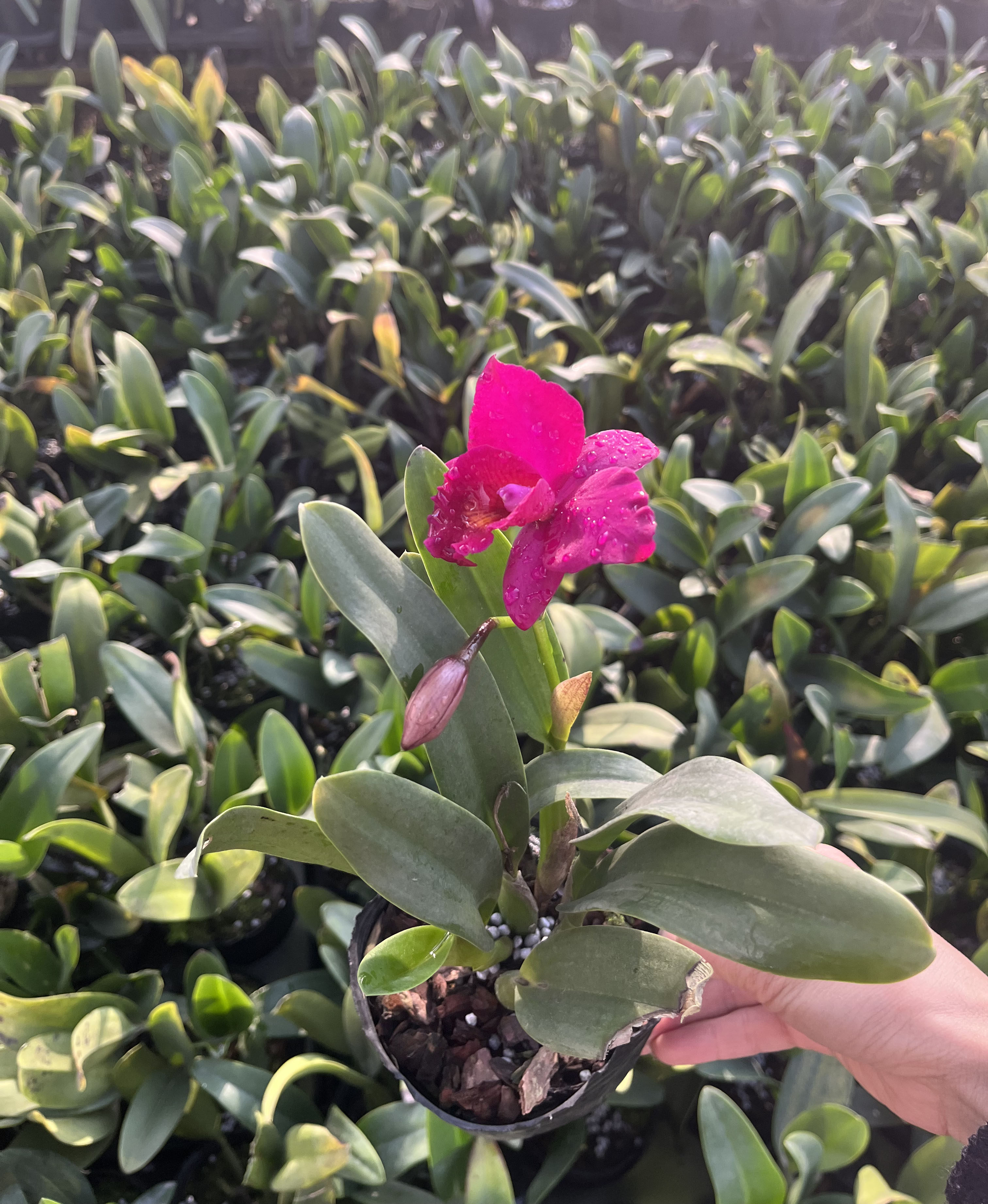 卡特兰带花苞红苹果四季室内办公室桌面绿植盆栽客厅阳台图片