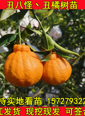 正宗四川丑橘树苗丑八怪橘子苗不知火树苗桔子树苗丑柑苗当年结果