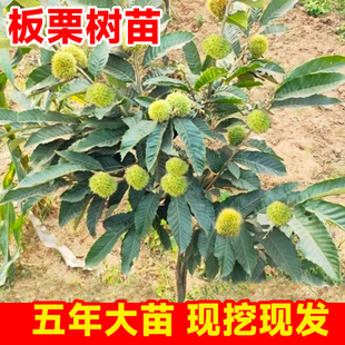 板栗苗树嫁接毛栗子地栽当年结果好养特大树苗果树果苗南北方种植