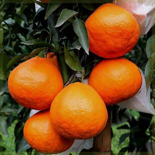 纯甜春见耙耙柑树苗粑粑柑嫁接苗丑柑丑橘丑八怪苗室内盆栽带果