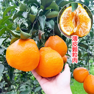 丑橘耙耙柑树苗春见耙耙柑树苗带土水果树果苗南方种植橘子苗树