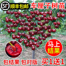 正宗车厘子树苗特大樱桃树苖南方北方四季种植地栽别墅庭院果树苗