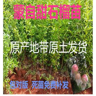 云南蒙自甜石榴苗地栽庭院花盆栽薄皮石榴树袋装苗