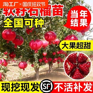突尼斯软籽石榴树树苗盆栽地栽四季庭院果树无籽甜大红袍石榴果苗