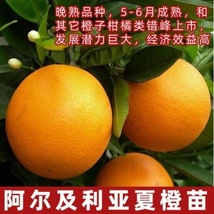 四川夏橙苗果树苗特大秭归夏橙树苗脐橙橙子树苗盆栽地栽庭院种植