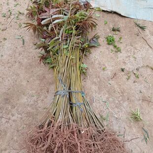 供应桂林香椿树苗红芽香椿苗一年苗造林木材苗南方椿树苗菜木芽