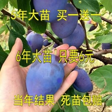 嫁接西梅苗李子苗离核西梅树苗盆栽地栽李子树苗南北方种当年结果