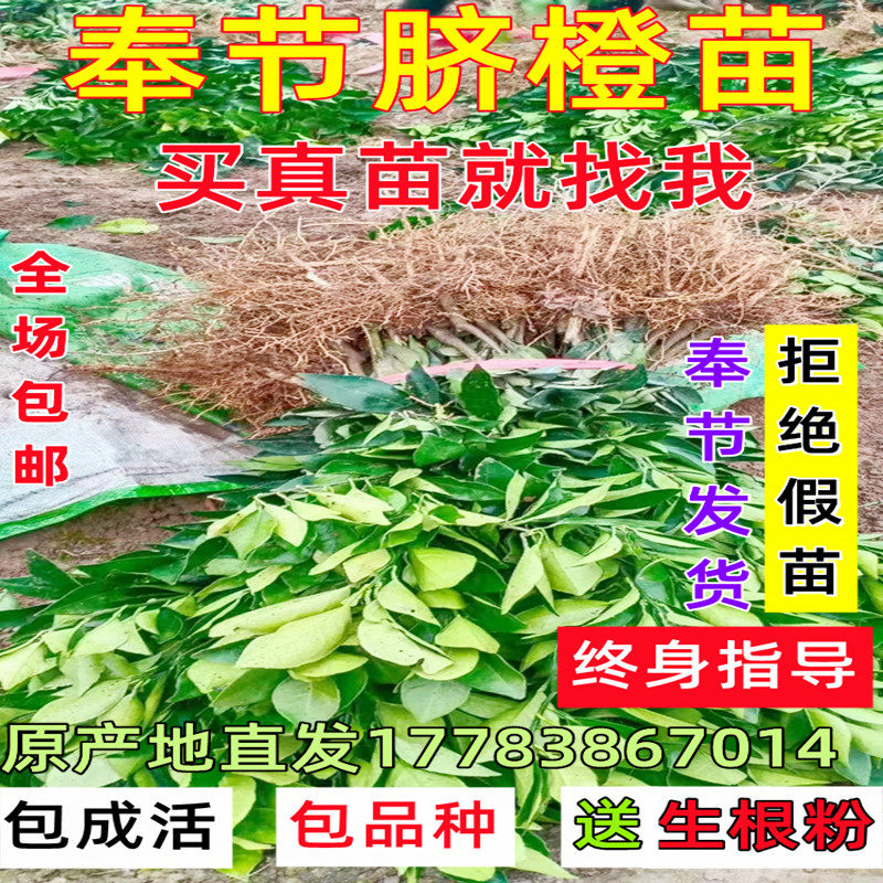 重庆奉节脐橙苗嫁接早熟纽荷尔橙子苗圆红晚熟伦晚脐橙庭院果树苗