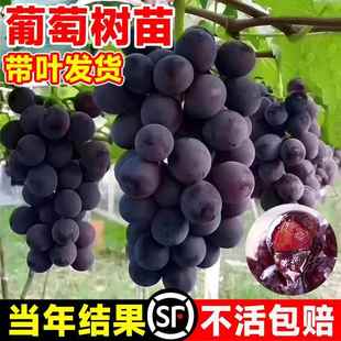 葡萄树苖特大巨峰葡萄苗爬藤阳光玫瑰葡萄树苗北南方种植果树果苗