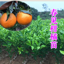 四川春见柑橘苗耙耙柑树苗嫁接柑桔苗桔子树水果果树苗木