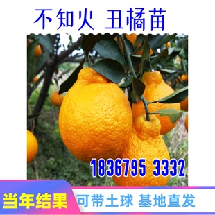不知火丑柑树苗丑橘树庭院地栽大果树阳台盆栽嫁接桔子苗当年结果