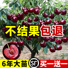 车厘子树苗樱桃树水果南方北方种植盆栽矮化嫁接大黑珍珠正宗