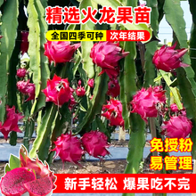红心火龙果树苗家庭阳台庭院四季南北种植盆栽水果种苗带土包活