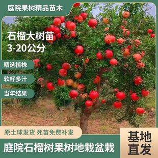 石榴树树苗突尼斯软籽大红袍无籽南北方种植特大带土盆栽庭院果树