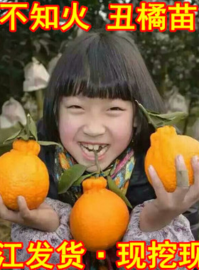 四川丑橘苗 丑橘树苗不知火柑橘春见丑八怪丑橘苗砂糖橘子苗