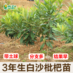 3年生白沙枇杷苗 结果早宁海白软条白玉冠玉果树苗木嫁接带土球苗