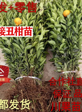 不知火树苗丑柑苗丑橘苗丑桔苗四川基地直销丑柑苗嫁接丑八怪果树
