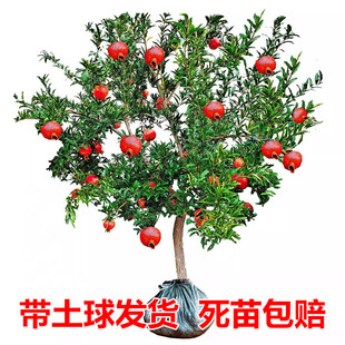 石榴树突尼斯软籽特大庭院果树地栽盆栽当年结果大红袍石榴树树苗