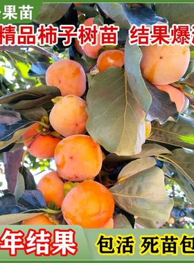 柿子苗树苗嫁接果树苗南北方种植地栽火晶柿脆甜柿子树苗当年结果