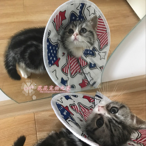 狗狗头套法斗伊丽莎白圈防挠防抓舔咬猫咪保护宠物耻辱项圈美容罩 - 封面