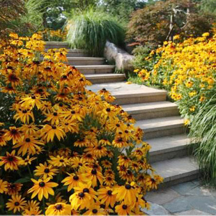 春夏季适合种的室外黑心菊植物花种籽子四季路边庭院多年生花草种