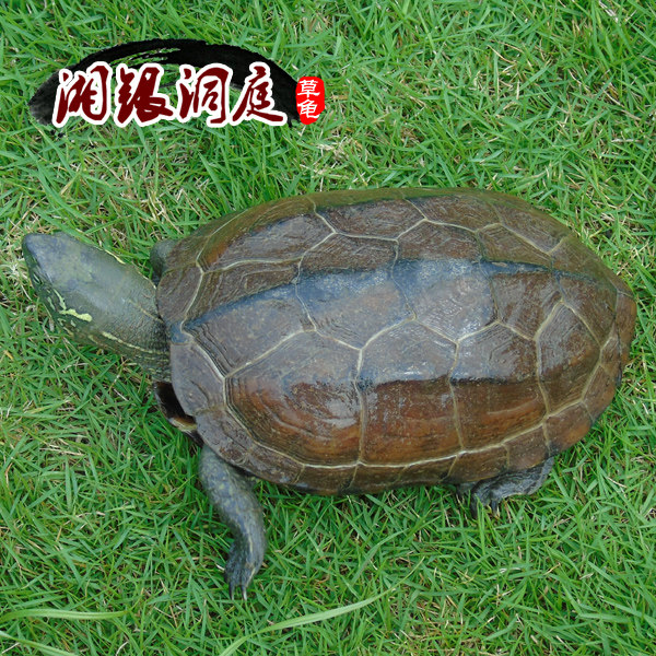 湘银洞庭草龟活体乌龟龄母龟包邮