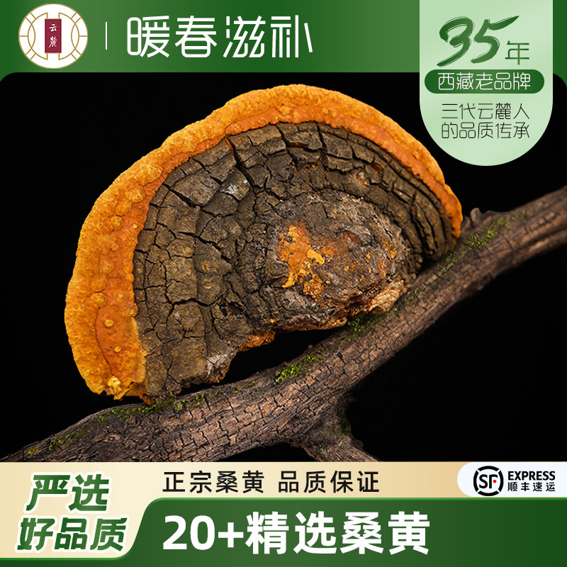 【西藏发货】云麓桑树桑黄桑黄整枝灵芝片孔菌500g一斤非云南桑黄
