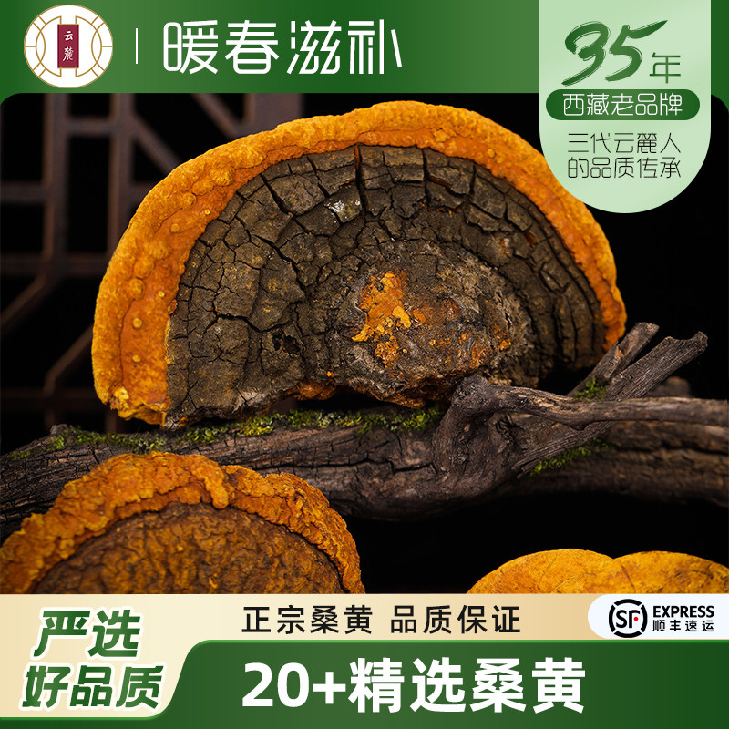 西藏发货云麓桑树桑黄旗舰店可切块整枝灵芝片孔菌300g非云南包邮