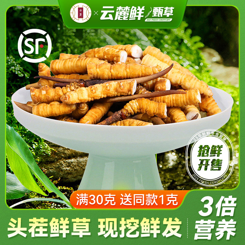 【假一赔十】2025头茬新鲜冬虫夏草断草头期虫草新鲜断虫草10克装
