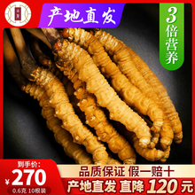 【产地直供】西藏那曲野生新鲜冬虫夏草正品6克10根冬虫草非玉树