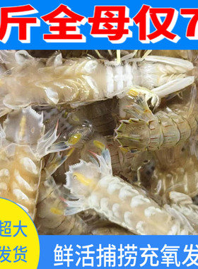 鲜活超大皮皮虾发货全母特大濑尿虾富贵虾海鲜虾姑琵琶虾pp虾带膏