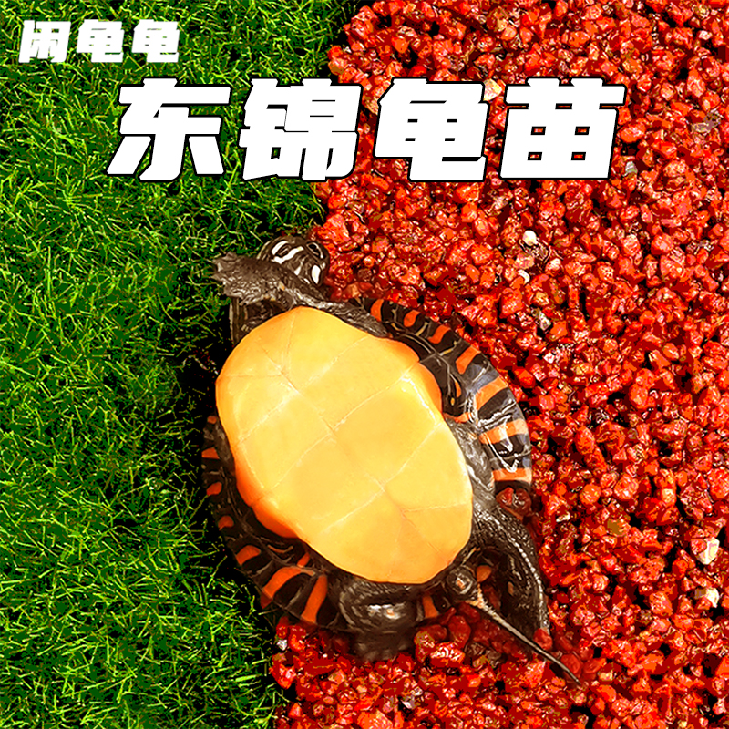 纯种东锦龟健康无疾病包活好养