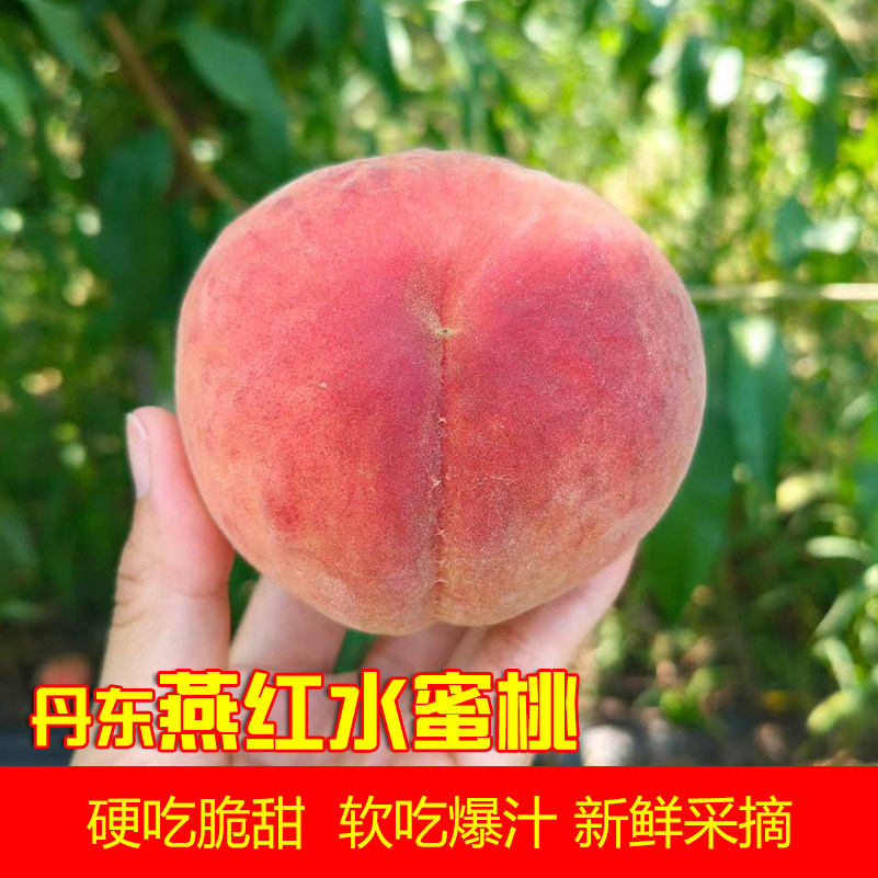 燕红水蜜桃当季新鲜毛桃软吃爆汁