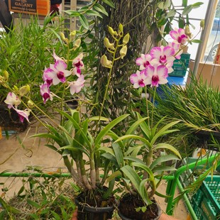 泰国秋石斛兰新款白泼墨2盆