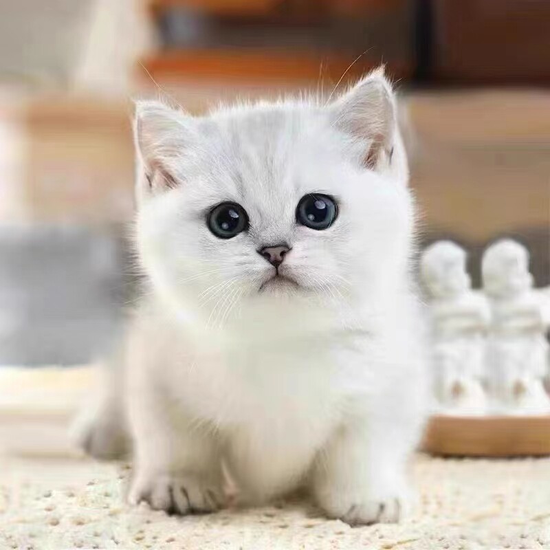英短银渐层矮脚猫短毛活体宠物小猫咪幼崽可爱粘人银点幼猫小奶猫