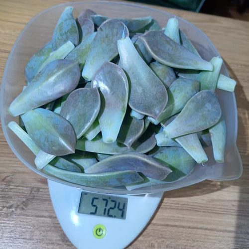 新鲜阳台叶片治病吃容易多肉