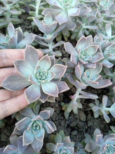阿伦培多肉植物无根砍头苗易养活好上色新手盆栽懒人花卉叶插繁殖