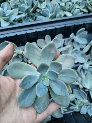 冬美人多肉植物花卉防辐射窗台