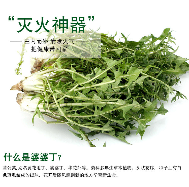 现挖新鲜野菜蒲公英 新鲜婆婆丁其它