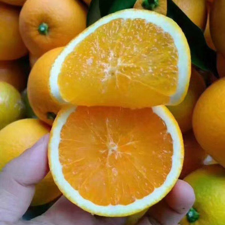 西橙小铺信丰安西赣南脐橙特产新鲜水果精品果礼品果10斤
