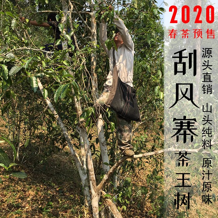 2020年春茶预售易武刮风寨茶王树古树头春普洱茶生茶茶农山头纯料